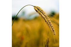 Image Wheat field.